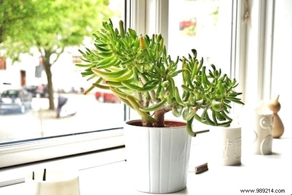 7 Reasons Your Succulents Are Dying. 