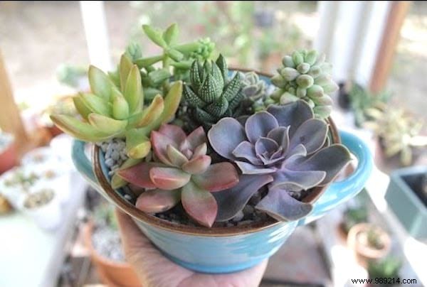 7 Reasons Your Succulents Are Dying. 