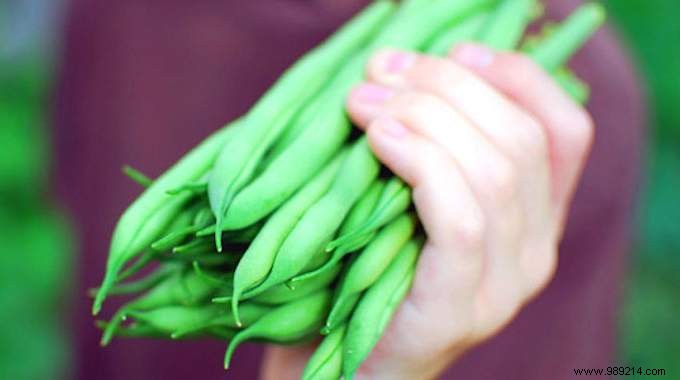 10 Market Gardening Tips To Grow Beautiful GREEN BEANS. 