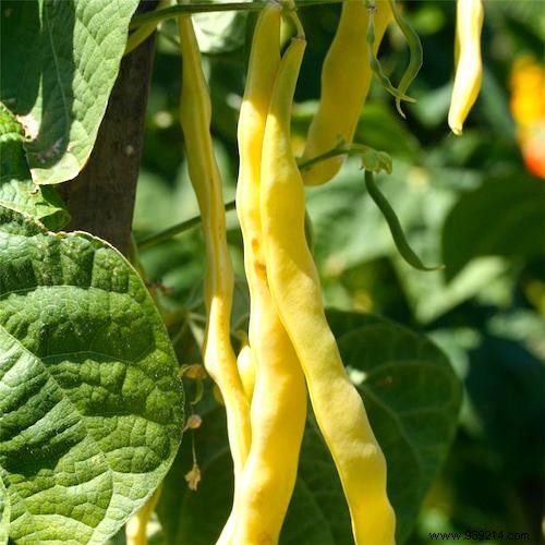 10 Market Gardening Tips To Grow Beautiful GREEN BEANS. 