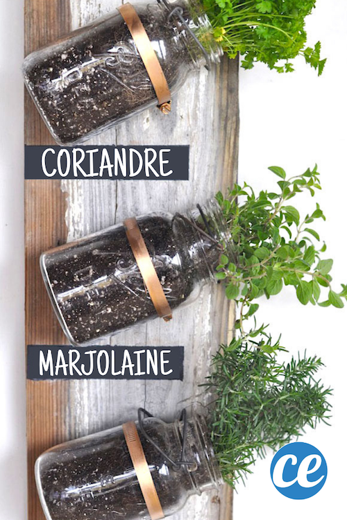 How to turn jars into a herb garden. 