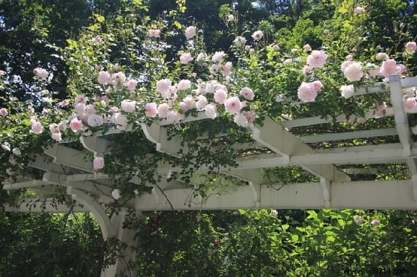 The 18 Best Climbing Plants To Grow On A Pergola. 