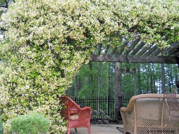 The 18 Best Climbing Plants To Grow On A Pergola. 