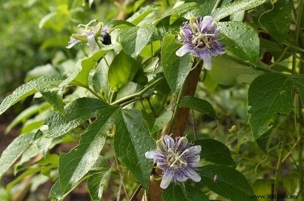 The 18 Best Climbing Plants To Grow On A Pergola. 