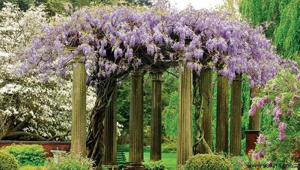 The 18 Best Climbing Plants To Grow On A Pergola. 