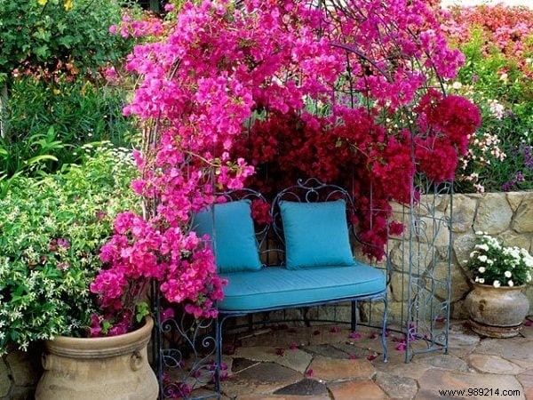 The 18 Best Climbing Plants To Grow On A Pergola. 