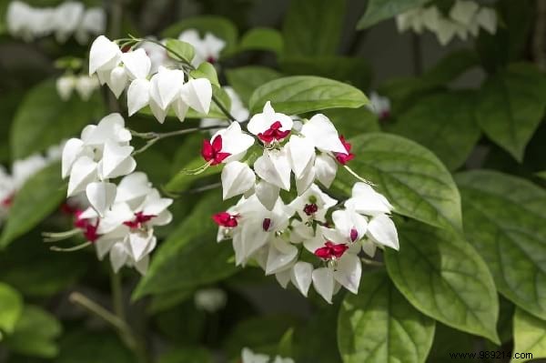 The 18 Best Climbing Plants To Grow On A Pergola. 