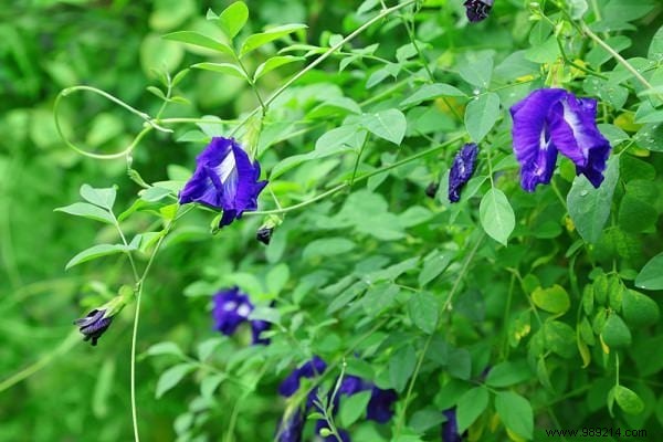 The 18 Best Climbing Plants To Grow On A Pergola. 