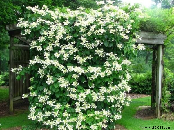 The 18 Best Climbing Plants To Grow On A Pergola. 