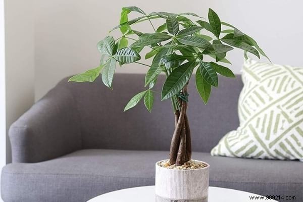 10 Plants You Can t Kill (Even If You Don t Have a Green Thumb). 