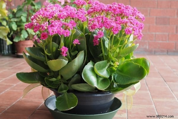 10 Plants You Can t Kill (Even If You Don t Have a Green Thumb). 