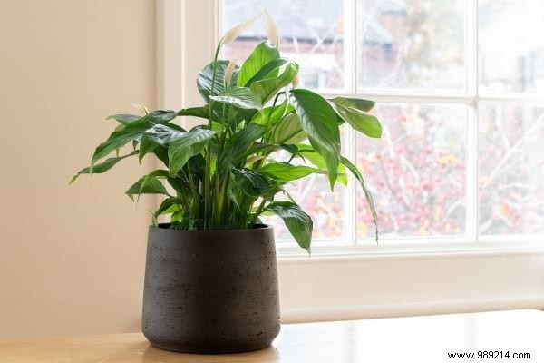 10 Plants You Can t Kill (Even If You Don t Have a Green Thumb). 