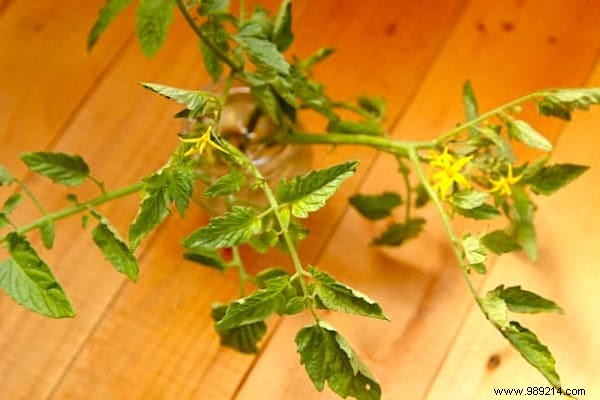 The Gardener s Secret To Growing Tomatoes In Just 1 Week. 