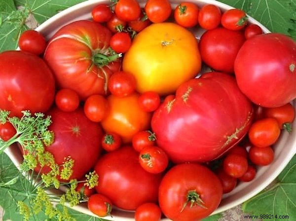 The Gardener s Secret To Growing Tomatoes In Just 1 Week. 