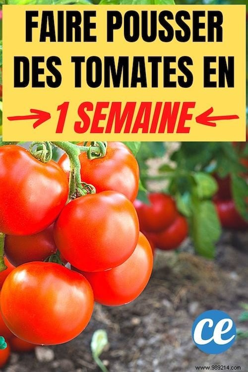 The Gardener s Secret To Growing Tomatoes In Just 1 Week. 