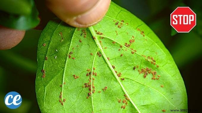 How To Treat Aphids With Black Soap? The Infallible Recipe Here. 