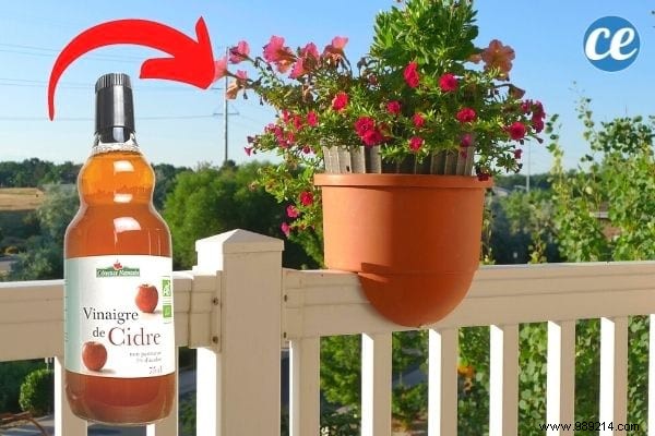 15 Good Reasons to Use Vinegar in the Garden. 