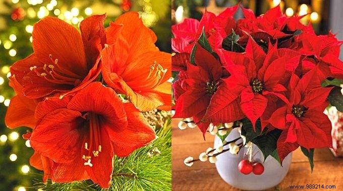 The 8 Most Beautiful Christmas Flowers (To Have at Home During the Holidays). 