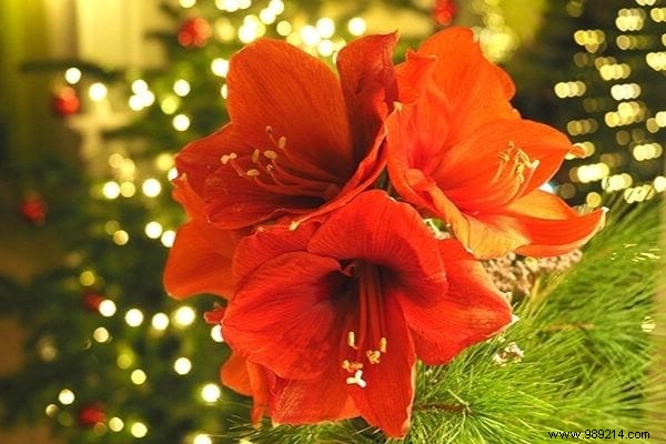 The 8 Most Beautiful Christmas Flowers (To Have at Home During the Holidays). 