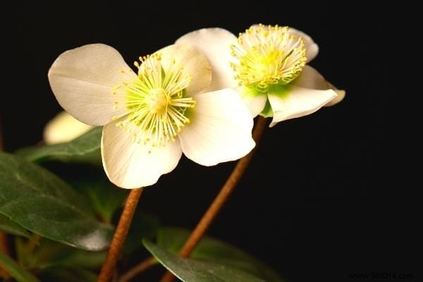 The 8 Most Beautiful Christmas Flowers (To Have at Home During the Holidays). 