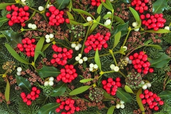 The 8 Most Beautiful Christmas Flowers (To Have at Home During the Holidays). 