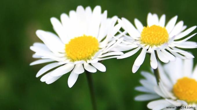 Original and Cheap:My Daisy Cake for the Aperitif! 