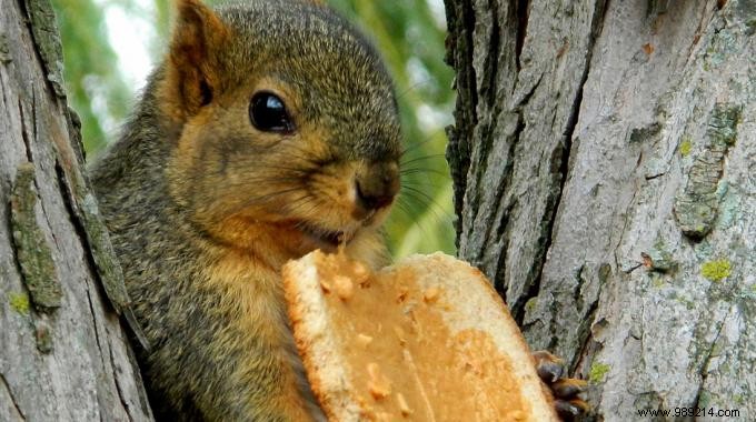 Homemade Peanut Butter Recipe Finally Revealed. 