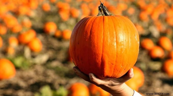 How to Choose a Good Pumpkin? 3 Infallible Tips. 