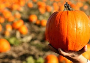 How to Choose a Good Pumpkin? 3 Infallible Tips. 