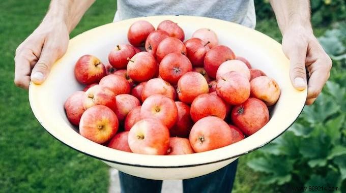 The Best Time To Pick Summer Fruits. 