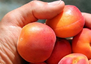 How to Choose a Ripe Apricot? The Simple Trick to Stop Making Mistakes. 