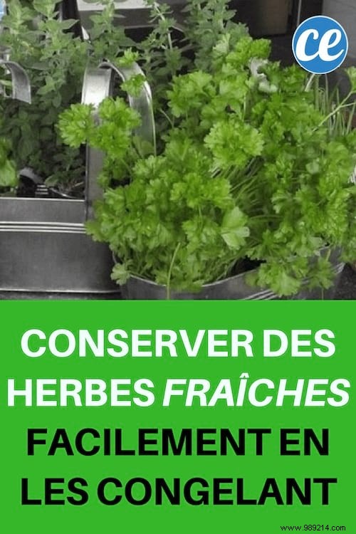 Store Fresh Herbs Easily by Freezing them. 