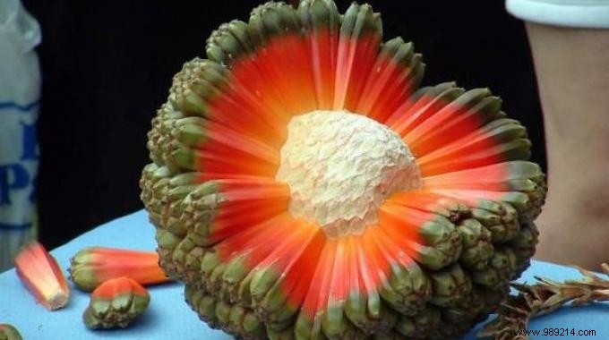 20 Incredible Fruits NOBODY KNOWS. 