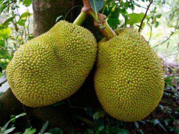 20 Incredible Fruits NOBODY KNOWS. 