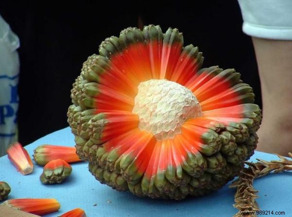 20 Incredible Fruits NOBODY KNOWS. 