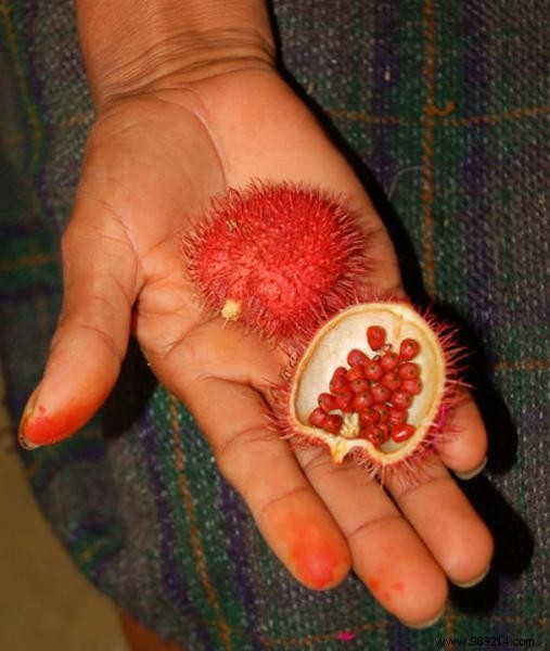 20 Incredible Fruits NOBODY KNOWS. 