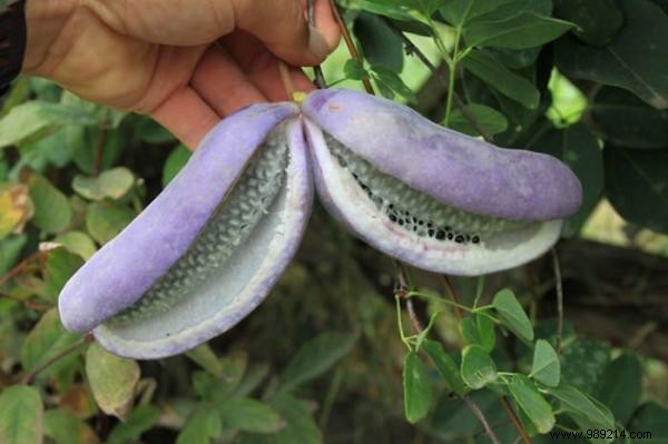 20 Incredible Fruits NOBODY KNOWS. 