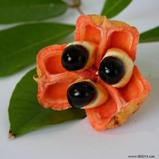 20 Incredible Fruits NOBODY KNOWS. 