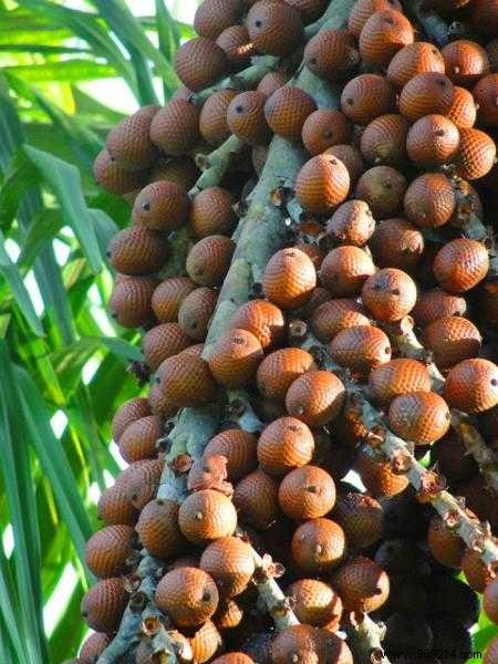 20 Incredible Fruits NOBODY KNOWS. 