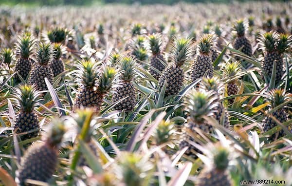 Do You Know What Your Favorite Fruits and Vegetables Look Like When They Grow? 