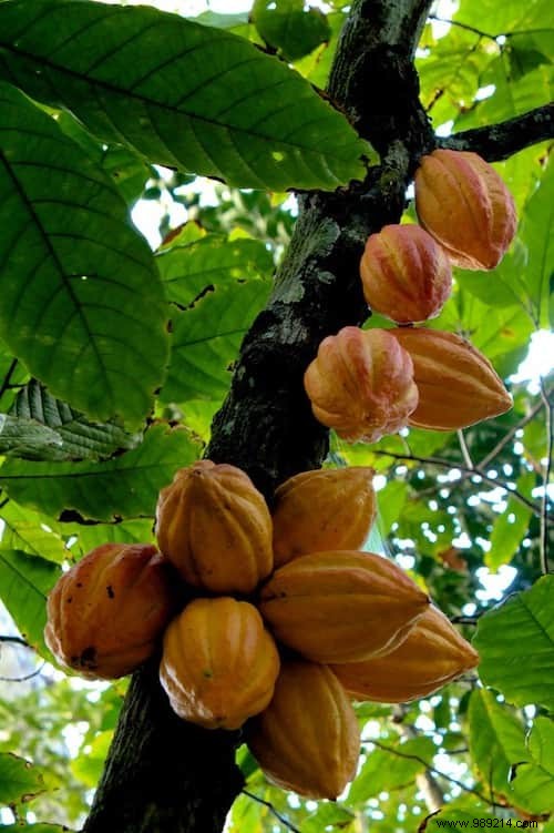 Do You Know What Your Favorite Fruits and Vegetables Look Like When They Grow? 