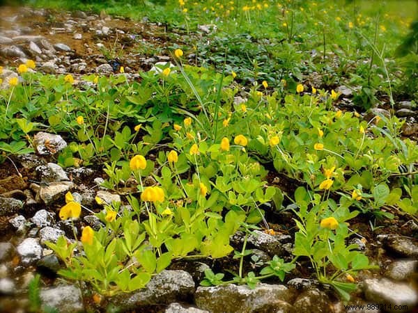 Do You Know What Your Favorite Fruits and Vegetables Look Like When They Grow? 