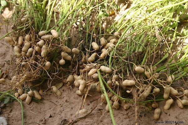 Do You Know What Your Favorite Fruits and Vegetables Look Like When They Grow? 