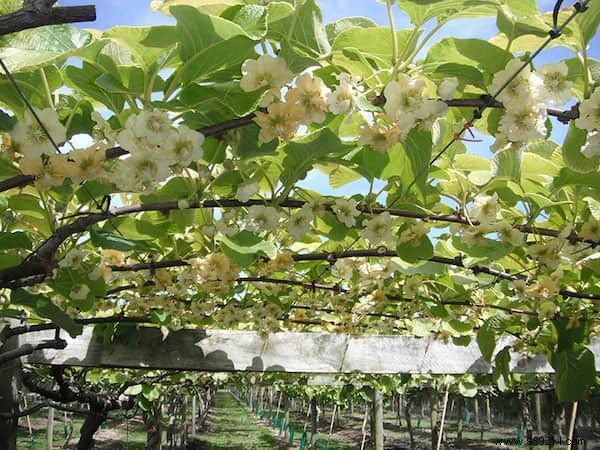 Do You Know What Your Favorite Fruits and Vegetables Look Like When They Grow? 