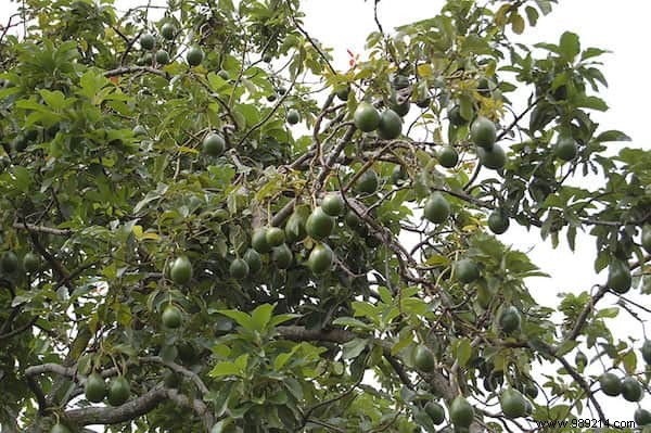 Do You Know What Your Favorite Fruits and Vegetables Look Like When They Grow? 