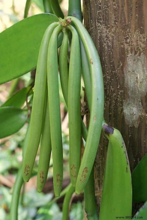 Do You Know What Your Favorite Fruits and Vegetables Look Like When They Grow? 