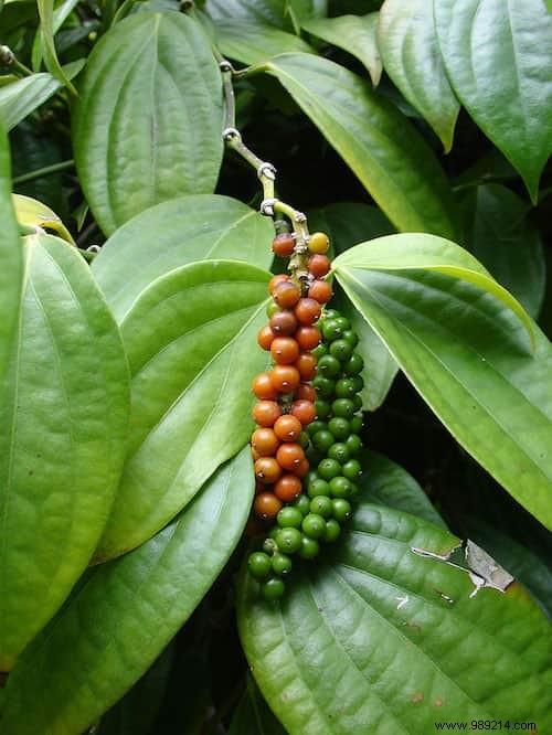 Do You Know What Your Favorite Fruits and Vegetables Look Like When They Grow? 