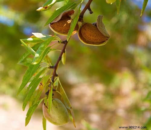 Do You Know What Your Favorite Fruits and Vegetables Look Like When They Grow? 