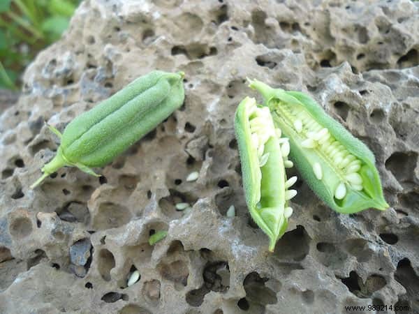 Do You Know What Your Favorite Fruits and Vegetables Look Like When They Grow? 