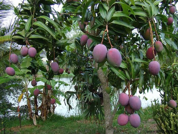 Do You Know What Your Favorite Fruits and Vegetables Look Like When They Grow? 